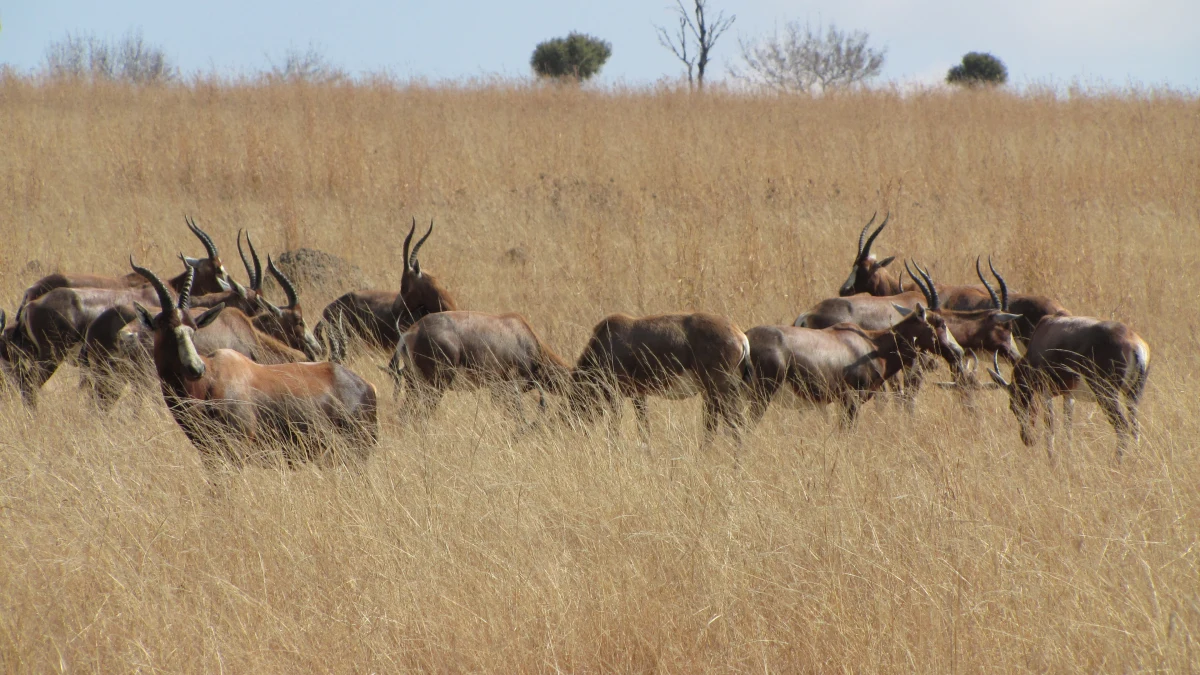 Jeśli jesteśmy w Johannesburgu, a brakuje nam czasu na wyjazd na safari, możemy wybrać się do Lion Parku. Może to jedynie namiastka prawdziwego safari, ale i tak warto. Dzikie zwierzęta będziemy mogli nie tylko z bliska zobaczyć, ale też pogłaskać i nakarmić.