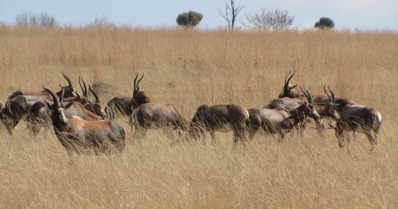 Jeśli jesteśmy w Johannesburgu, a brakuje nam czasu na wyjazd na safari, możemy wybrać się do Lion Parku. Może to jedynie namiastka prawdziwego safari, ale i tak warto. Dzikie zwierzęta będziemy mogli nie tylko z bliska zobaczyć, ale też pogłaskać i nakarmić.