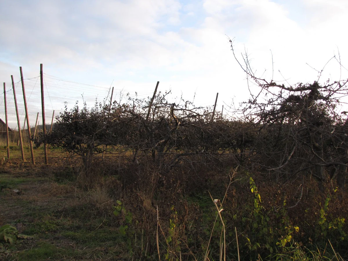 Sadownicy i chmielarze z okolic Wilkowa na Lubelszczyźnie nie mają szans na pełne odtworzenie plantacji zniszczonych przez wiosenne powodzie. Przysługuje im co prawda rządowa pomoc - nawet do 300 tysięcy złotych - ale producenci drzewek i sadzonek, widząc możliwość zarobku, drastycznie podnieśli ceny.