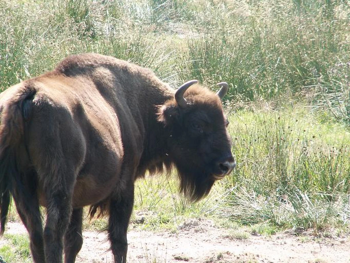 Do kliniki w Koszycach na Słowacji trafił mężczyzna zaatakowany przez żubra. Potężne zwierzę wzięło człowieka na rogi i wyrzuciło w powietrze. Lekarze określają stan rannego jako dobry. Do zdarzenia doszło na wschodzie kraju, w rejonie wysiedlonej wsi Ruskie, nieopodal Parku Narodowego "Połoniny".