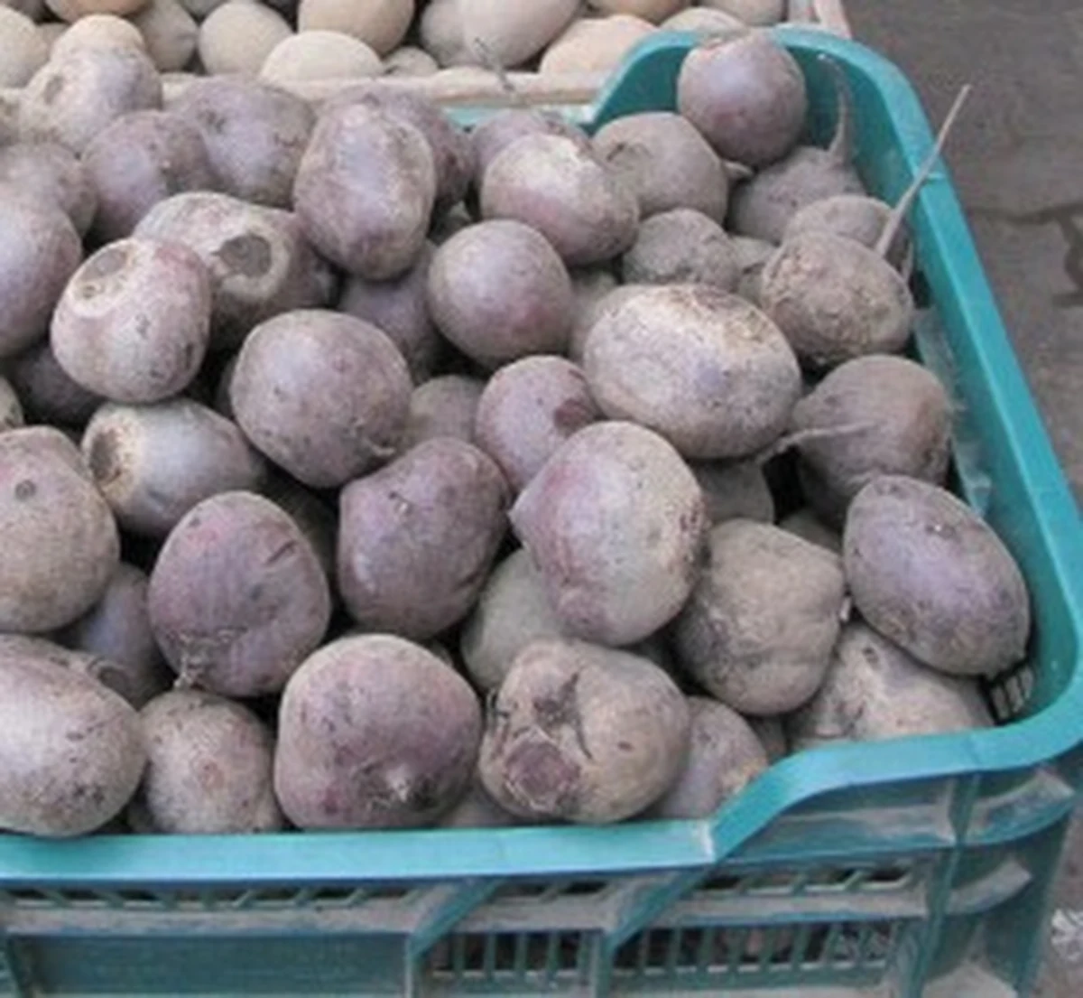 Codzienne wypijanie pół litra soku z buraków może hamować rozwój demencji w starszym wieku - informuje pismo "Nitric Oxide: Biology and Chemistry". Jak dowodzą naukowcy z Uniwersytetu Wake Forest w Winston-Salem w Północnej Karolinie, buraczany sok poprawia krążenie krwi w mózgu.