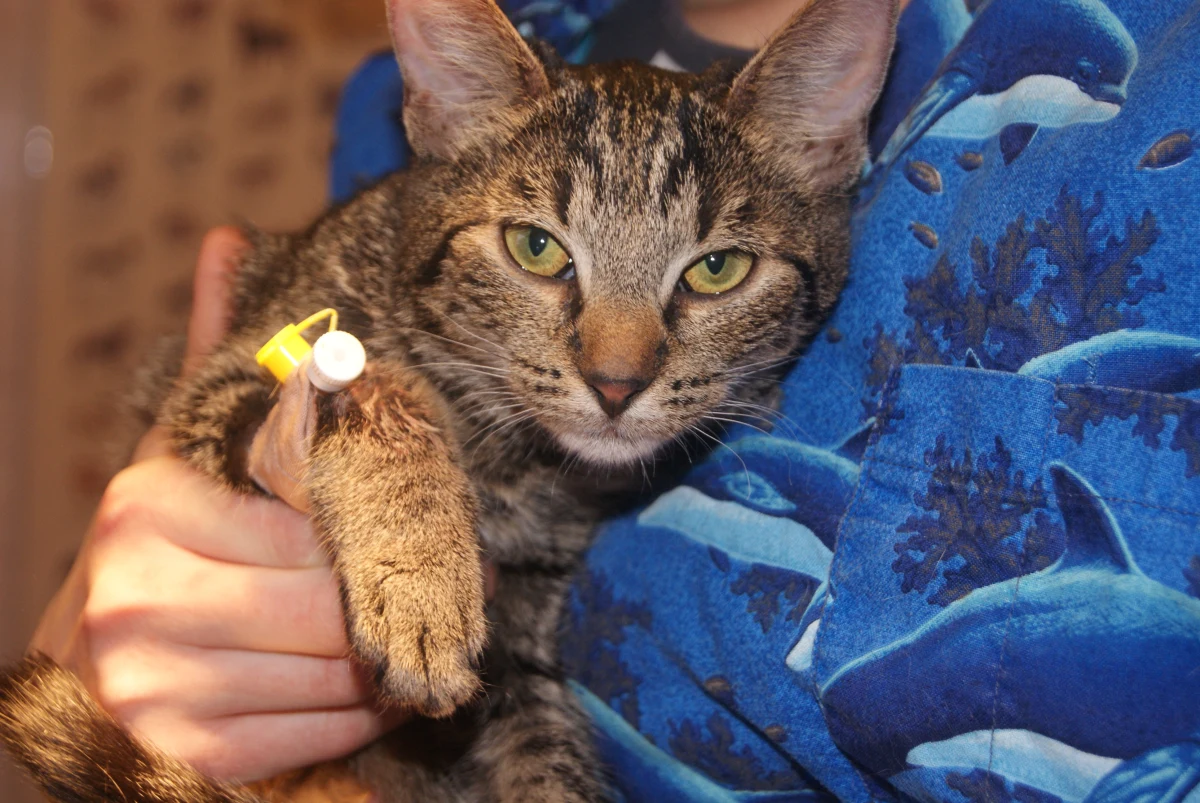Stan kota, maltretowanego przez trzyletnie dziecko, jest stabilny. Pozostałe zwierzęta, które trafiły do nas od tych samych właścicieli, są przerażone. Reagują strachem na widok człowieka - mówi reporterowi RMF FM lekarz weterynarii Malwina Czerwiecka z krakowskiego schroniska, do którego trafiły zwierzęta. Film "kot kaskader", na którym widać, jak trzylatek dusi kota i rzuca nim o ściany, wstrząsnął tysiącami internautów w Polsce i na świecie.