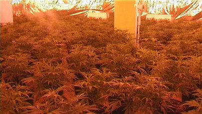 Policjanci z bydgoskiego CBŚ zlikwidowali plantację marihuany