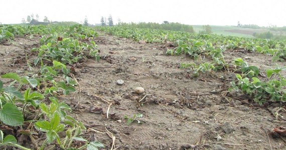 Sadownicy na północy z przerażeniem śledzą prognozy pogody. Majowy mróz zdziesiątkował sadzonki truskawek na Kaszubach. Plantatorzy szacują, że po ostatnich przymrozkach zniszczonych zostało co najmniej 30 proc. upraw.