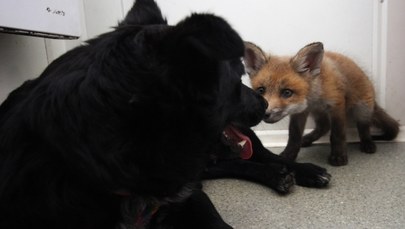 Konin: Bezdomna psia suczka przygarnęła małe liski