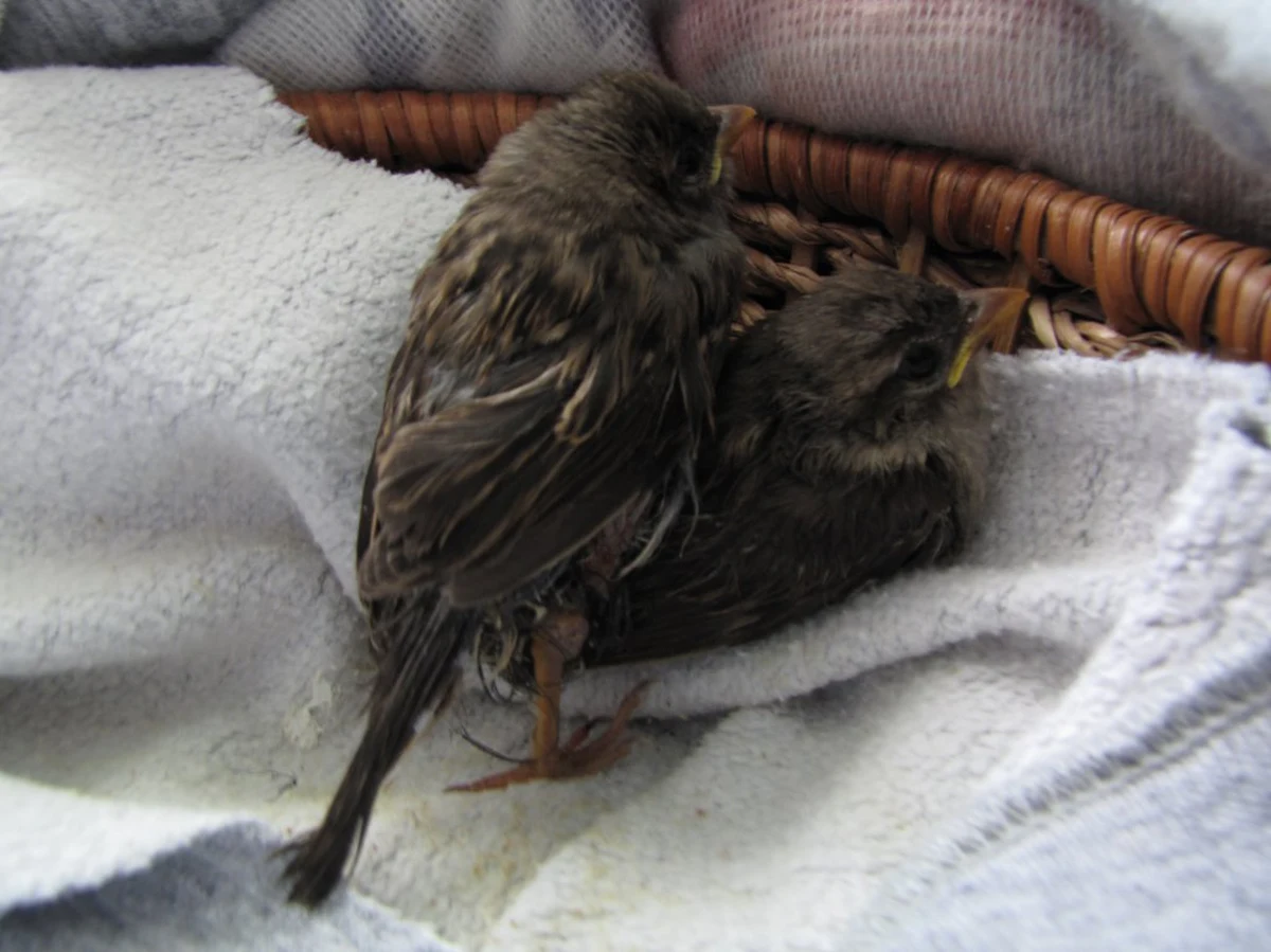 Ornitologiczna sensacja w Szczecinie. W przydomowym ogródku w willowej dzielnicy jedna z mieszkanek znalazła... syjamskie wróble. Pisklęta mają około 2 tygodni. Trafiły pod opiekę do ptasiego azylu prowadzonego w mieszkaniu przez Zofię Brzozowską.