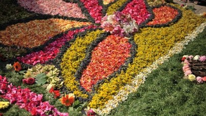 Dwukilometrowy dywan z kwiatów na Boże Ciało