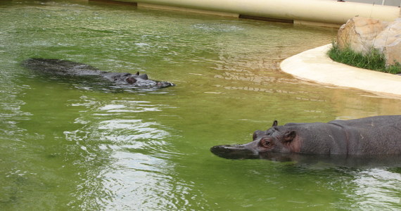Z dystansem, ale najważniejsze bez agresji. I bez scen nieobyczajnych na pierwszej randce. W warszawskim ZOO 4-letni hipopotam Hugo przyjął do swojego basenu dużo starszą od siebie, bo 26-letnią Pelagię z hanowerskiego ogrodu zoologicznego.