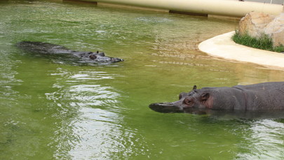 Randka hipopotamów w Warszawie - bez agresji i czułości