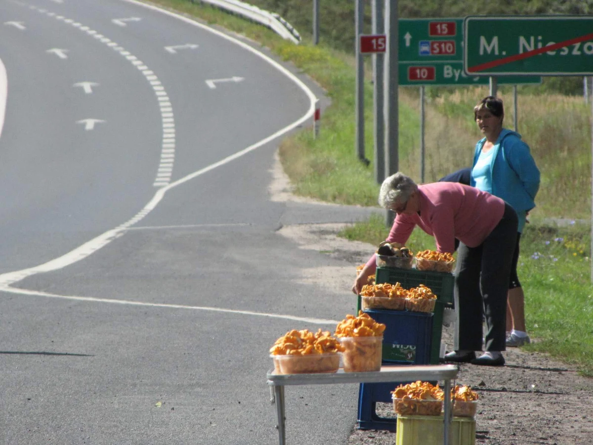 W kilku miejscach województwa kujawsko-pomorskiego obowiązuje całkowity zakaz wstępu do lasów. Ma on związek z walką z pasożytami sosen; dotyczy pasa Puszczy Bydgoskiej i części lasów wokół Torunia. Leśnicy ostrzegają: miłośnicy grzybów muszą obejść się smakiem.