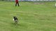 Ari i Ben wygrali zawody "latajacych psów" rozgrywane na Polu Mokotowskim w Warszawie