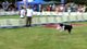 Ari i Ben wygrali zawody "latajacych psów" rozgrywane na Polu Mokotowskim w Warszawie