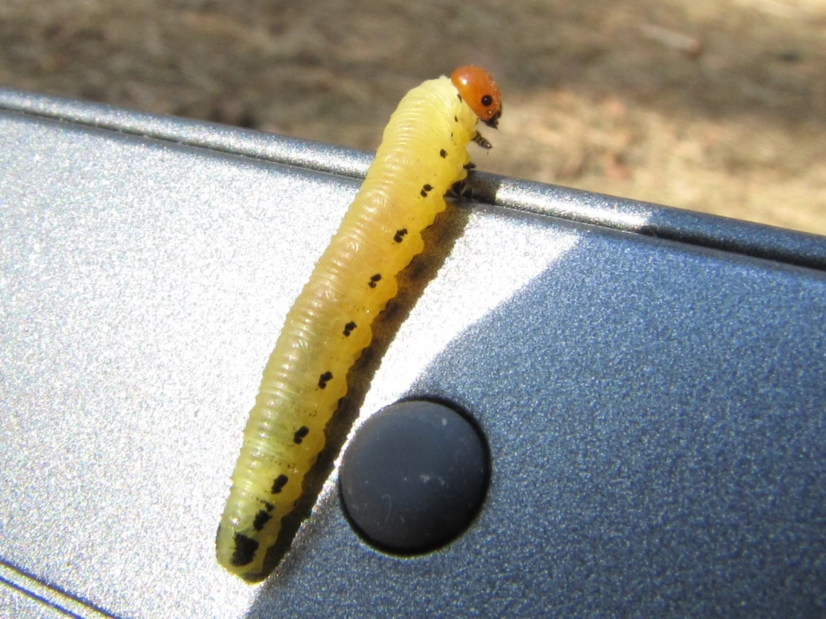 W części województwa kujawsko-pomorskiego trwają opryski drzew. Ich celem jest uratowanie sosen. Silna trucizna ma usunąć larwy borecznika, owada, który żywi się zielonymi igłami. Powodzenie kosztującej 3 miliony złotych akcji zależy jednak od kaprysów aury.