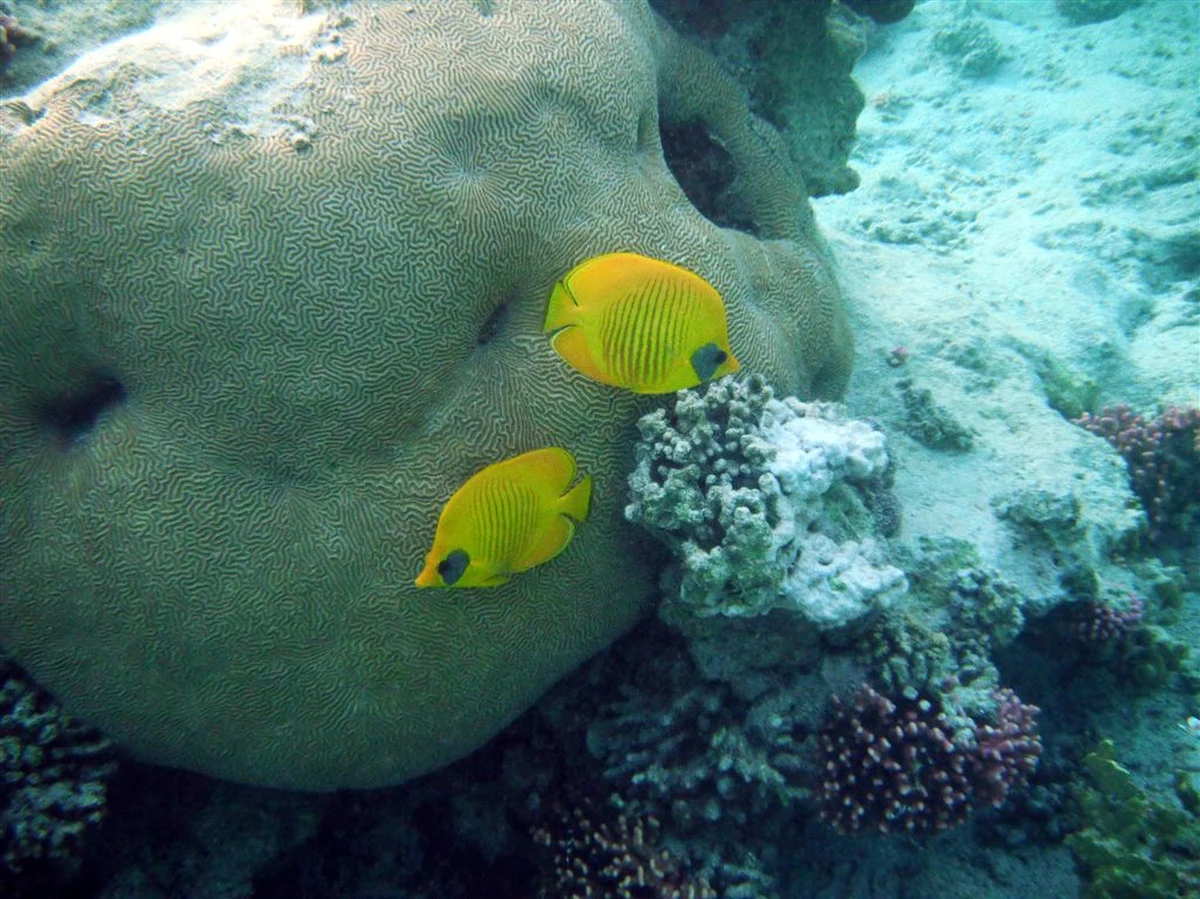 W Marsa Alam - poza niezbyt jeszcze licznymi hotelami - nie ma nic. A ściślej mówiąc: jest tylko pustynia. To jednak właśnie tę egipską "dziurę" zaczęli oblegać pasjonaci nurkowania z Niemiec, Włoch i Francji. Jest też coraz więcej Czechów i Polaków. Dlaczego? Wystarczy włożyć głowę pod wodę kilka metrów od plaży, by znaleźć odpowiedź na to pytanie.