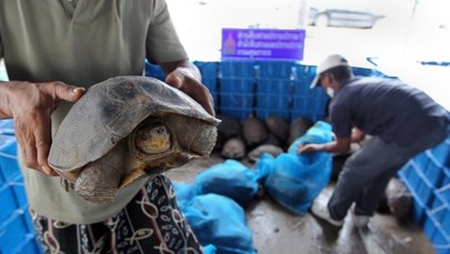 Tajlandia: Wpadli handlarze dzikimi zwierzętami