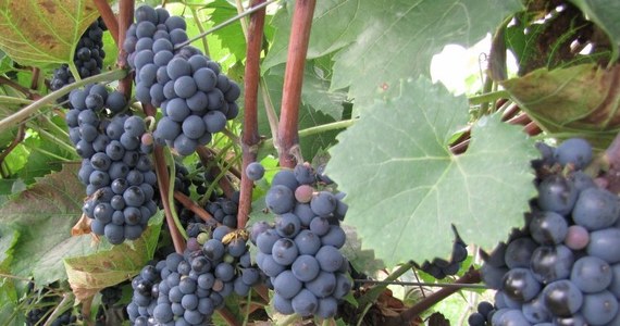 Na ponad 100 plantacjach na terenie Małopolski i Podkarpacia rozpoczęły się zbiory winogron. Jako pierwsze zbierane są wczesne odmiany, które są wrażliwe na przymrozki i niekorzystne warunki pogodowe.