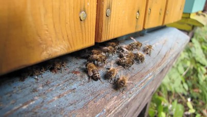Zgnilec amerykański zagraża pszczołom 