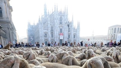 Setki owiec przed katedrą w Mediolanie