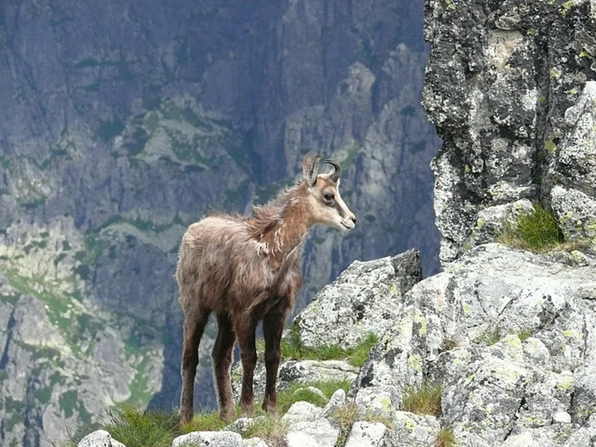W całych Tatrach żyje 929 kozic. Przyrodnicy podsumowali jesienne liczenie tych chronionych zwierząt. Akcję przeprowadzono równocześnie po polskiej i słowackiej stronie gór.