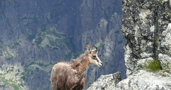 W całych Tatrach żyje 929 kozic. Przyrodnicy podsumowali jesienne liczenie tych chronionych zwierząt. Akcję przeprowadzono równocześnie po polskiej i słowackiej stronie gór.