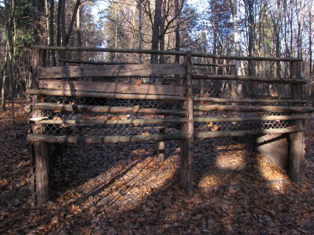W Olsztynie powstanie pułapka na dziki. Urzędnicy podpisali umowę z firmą, która zbuduje ją za 4 tysiące złotych. Powstanie ona w okolicy osiedla Zielona Górka. Będzie to już trzecia taka pułapka na obrzeżach miasta.