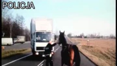 Policyjny pościg za koniem