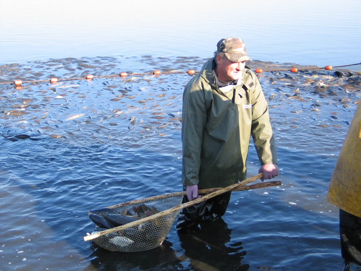 Polskich karpi w tym roku będzie o 5-10 proc. mniej niż w zeszłym roku z powodu drogich pasz i trudności z pozyskaniem narybku - powiedział dr Jan Żelazny z Państwowego Instytutu Weterynarii w Puławach. Produkcja może wynieść 15-16 tys. ton.