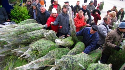 "Choinki pod choinkę" przed katowickim Spodkiem