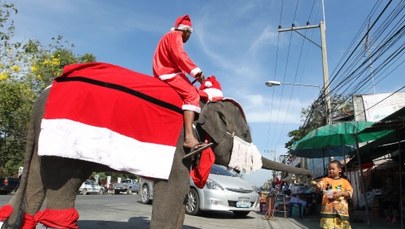 Słoń - Święty Mikołaj w Tajlandii