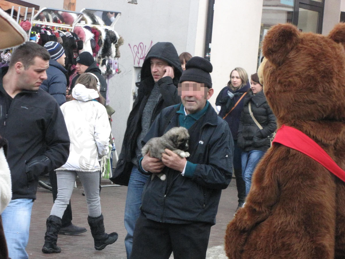 Handlarze w Zakopanem nic sobie nie robią z obowiązującej od 1 stycznia nowej ustawy o ochronie zwierząt. Mimo zakazu sprzedaży psów na targowiskach czy giełdach, dalej jakby nigdy nic oferują szczeniaki w tłumie turystów pod Gubałówką czy na Krupówkach. 
