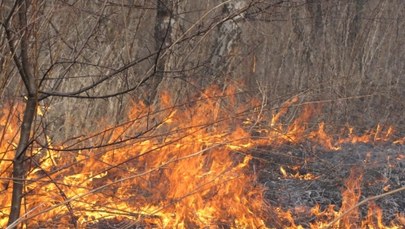 Strażacy gaszą płonące trawy. To walka z wiatrakami