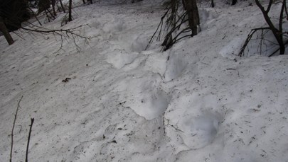 ZDJĘCIA: Niedźwiedzie już grasują w Tatrach