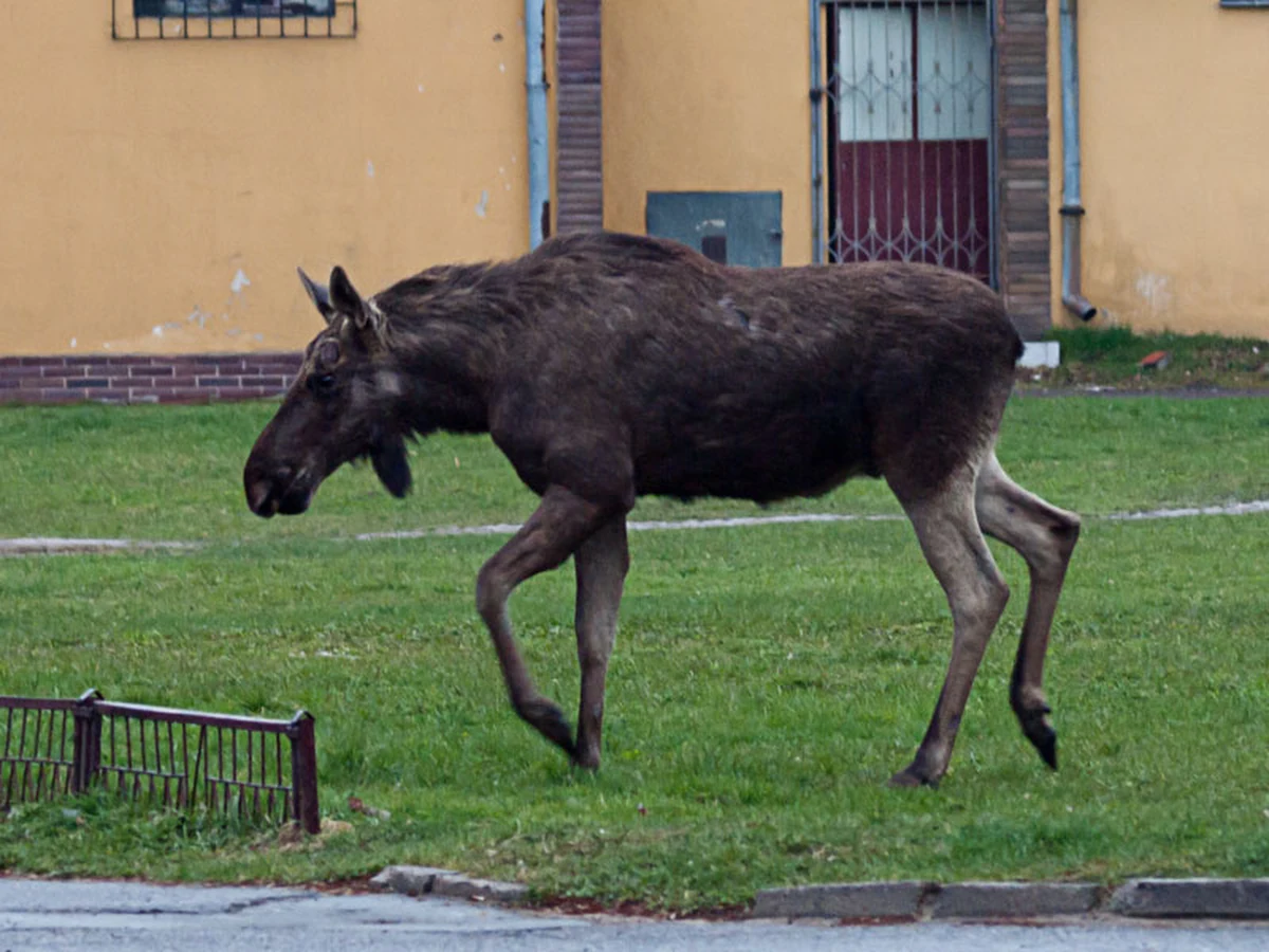 Po ulicach Myśliborza w Zachodniopomorskiem w środę po południu spacerowały trzy dorodne łosie. Taką informację wraz ze zdjęciem otrzymaliśmy na Gorącą Linię RMF FM. Zwierzęta przywędrowały do miasta z okolicznych lasów.