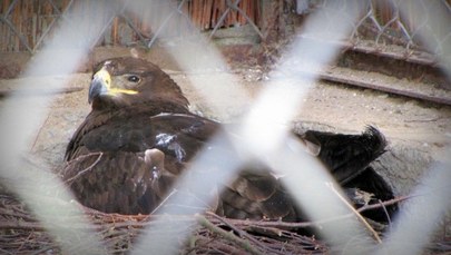 Trudne warunki, by wysiedzieć jajo. Historia orła z gdańskiego zoo