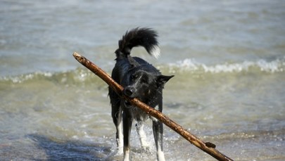 Gdynia zaprasza na plażę dla psów