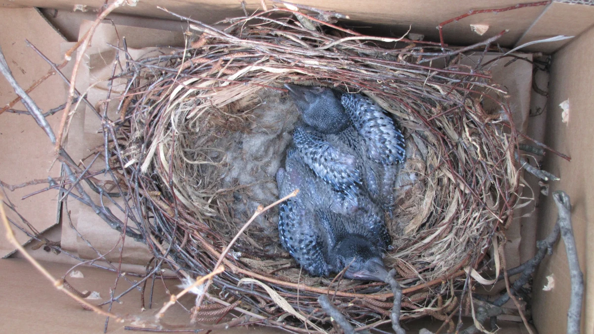 Koniec horroru we wrocławskim przedszkolu numer 87. Od kilku tygodni dzieci i pracowników terroryzowała... wrona. Ptak na drzewie tuż przy budynku założył gniazdo. Kiedy pojawiły się tam młode, zrobił się bardzo agresywny.
