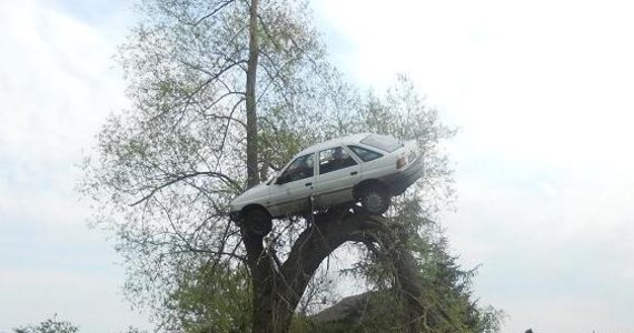 Właściciel białego Forda Escorta odnalazł swój samochód na… drzewie. Auto wisiało kilka metrów nad ziemią. Kierowca podejrzewa, że to zemsta mieszkańców za jego jazdę bez tłumika.