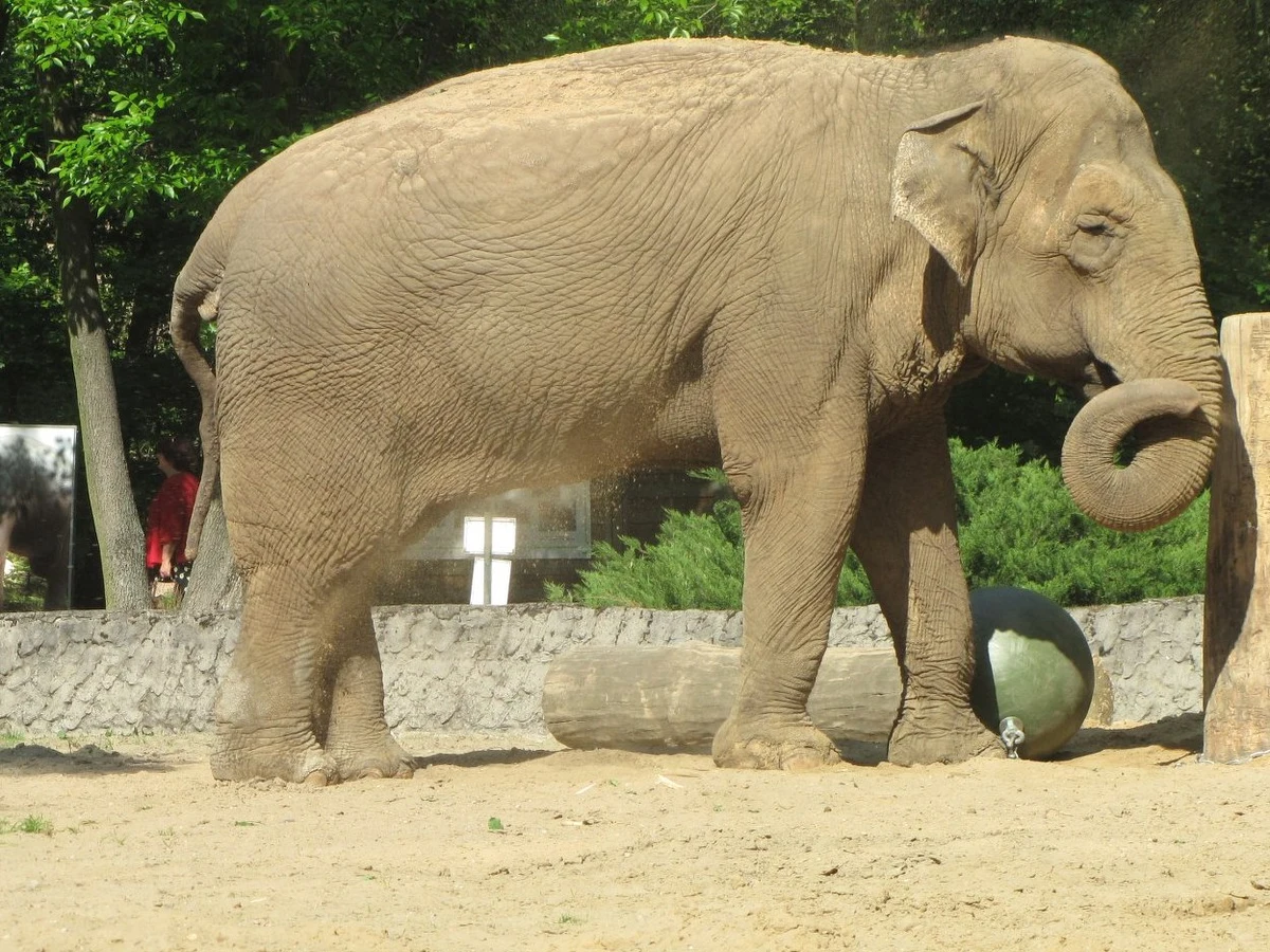Słonica Magda - najstarsza mieszkanka łódzkiego ogrodu zoologicznego - obchodzi dziś 50. urodziny. Jubilatce odśpiewano gromkie "Sto lat". Dostała też prezenty - ogromny tort owocowo-warzywny i ważącą 25 kg piłkę.