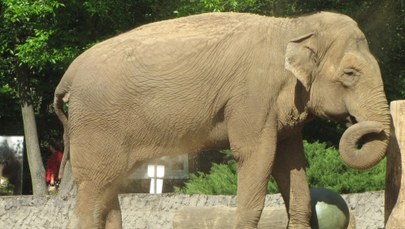 Słonica Magda z łódzkiego zoo świętowała 50. urodziny. Zobacz film