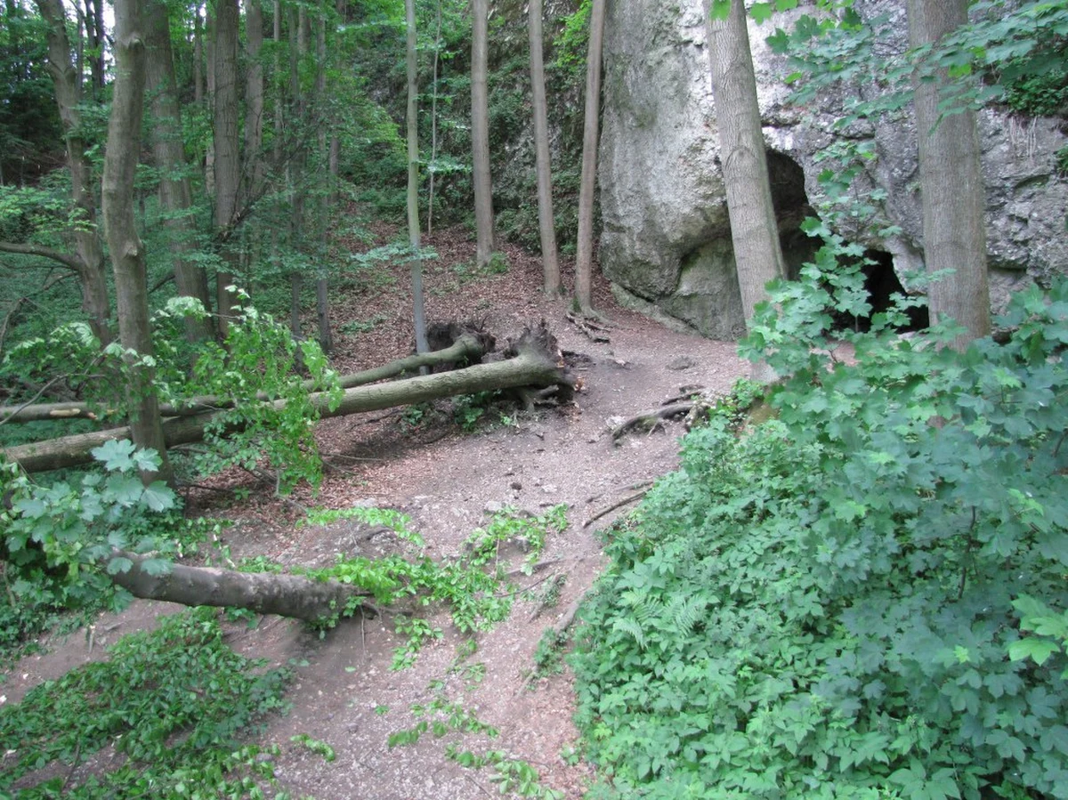 Tragiczny wypadek w Parku Narodowym w Ojcowie w województwie małopolskim. Na spacerującą wycieczkę szkolną przewróciły się dwa drzewa. Nie żyje trzynastoletnia dziewczynka, cztery inne osoby zostały ranne.