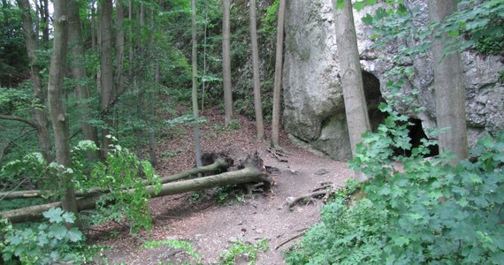 Tragiczny wypadek w Parku Narodowym w Ojcowie w województwie małopolskim. Na spacerującą wycieczkę szkolną przewróciły się dwa drzewa. Nie żyje trzynastoletnia dziewczynka, cztery inne osoby zostały ranne.