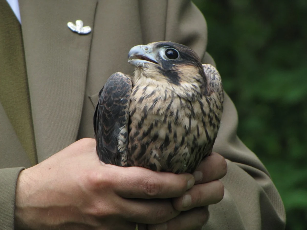 Ruszyła operacja odtwarzania populacji sokoła w lasach Warmii i Mazur. Leśnicy sprowadzili na Warmię 11 sokołów wędrownych z Czech i Słowacji. Ptaki trafiły do specjalnych tymczasowych gniazd w rezerwacie Las Warmiński niedaleko Olsztyna. Akcja importowania sokołów ma potrwać w sumie 8 lat.

