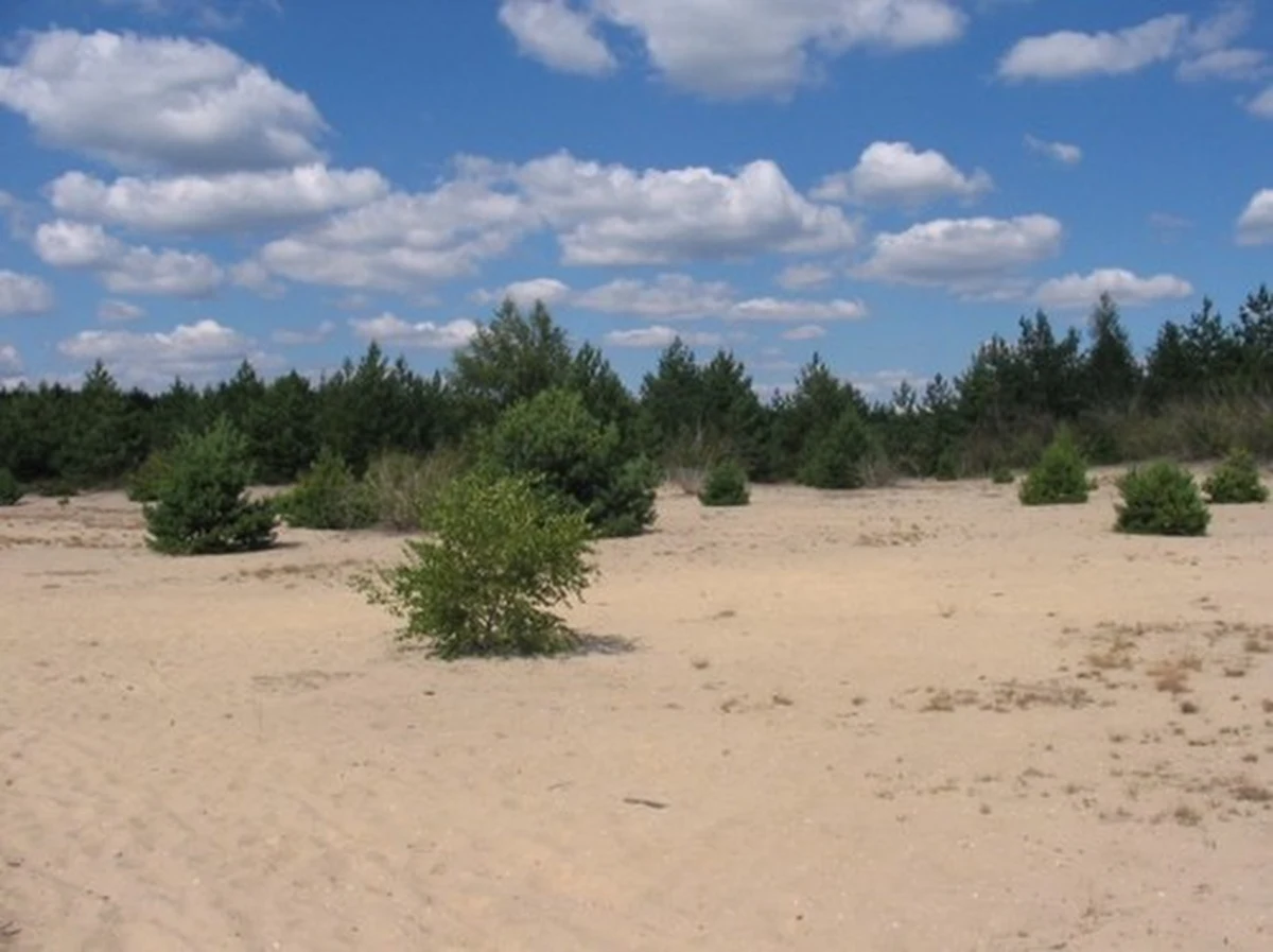 Pustynia Błędowska jest ewenementem europejskim. Zawdzięcza swoje powstanie człowiekowi. Mówienie o pustyni przez duże "P" jest nieporozumieniem małym. Mówimy tu wyłącznie o dużej piaskownicy - podkreśla Jerzy Parusel, doktor nauk biologicznych, dyrektor Centrum Dziedzictwa Przyrody Górnego Śląska. Jam dodaje w rozmowie z reporterką RMF FM Anną Kropaczek, legenda mówi o innej genezie pustyni. "Diabeł niósł na swoich plecach duży worek z piaskiem i zahaczył tym workiem o iglicę kościoła w Olkuszu i się rozsypało" - mówi Parusel.