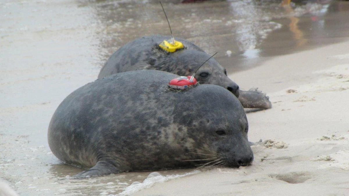 Cztery foki - jedna z gdańskiego zoo i trzy ze stacji morskiej Uniwersytetu Gdańskiego w Helu - są już na wolności. Trzymiesięczne samce wypuszczono do morza dziś przed południem, na terenie Słowińskiego Parku Narodowego. Dzięki specjalnym nadajnikom przez mniej więcej pół roku będzie można śledzić ich wędrówkę.