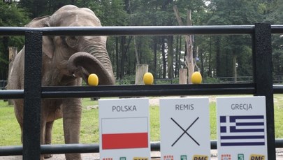 Słonica Citta stawia na Polaków! 