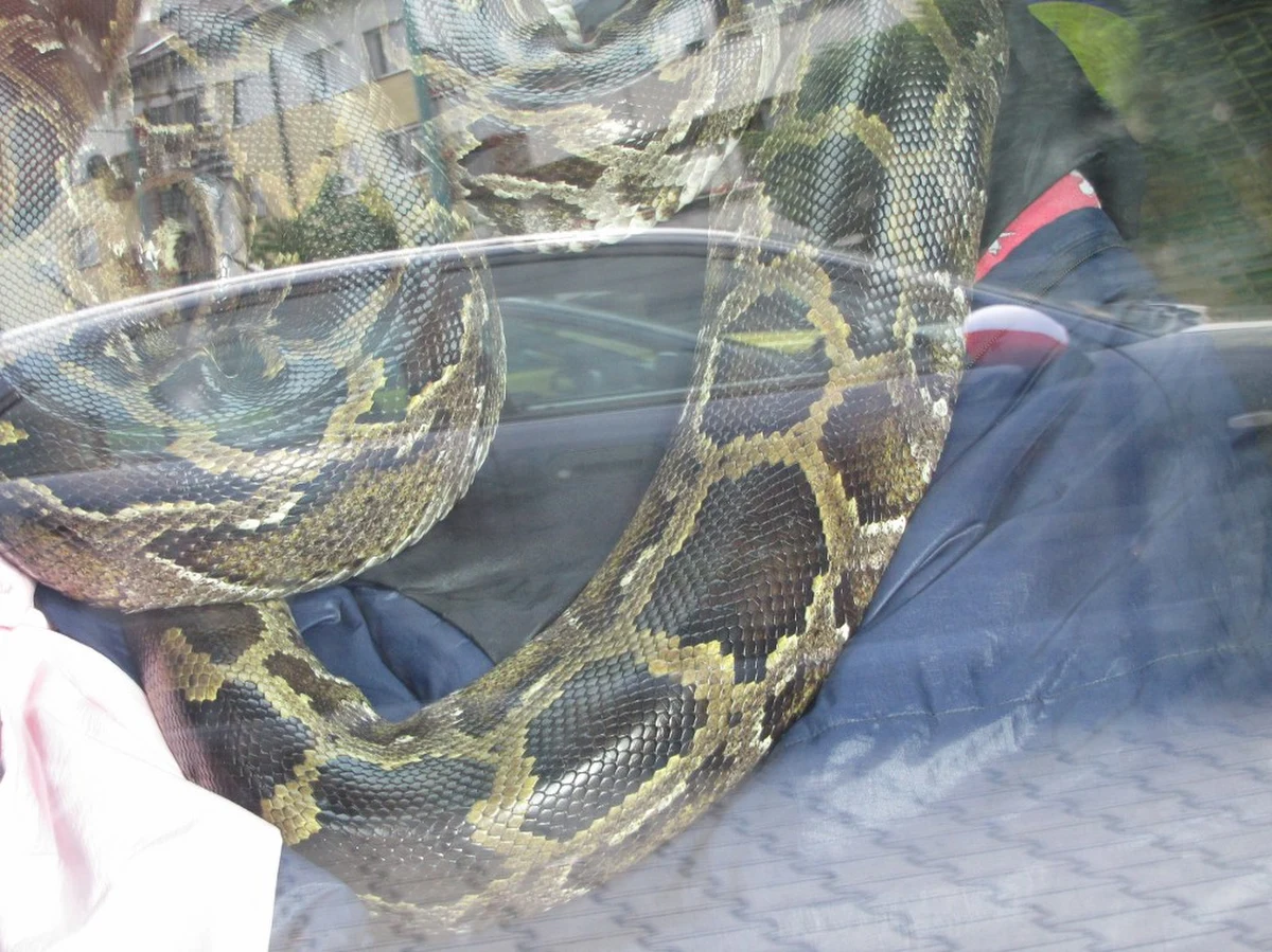 Nietypowy pasażer rozgościł się na tylnym siedzeniu auta stojącego przy ulicy Turka w Krakowie. Przechodnie zauważyli w samochodzie... sporych rozmiarów węża. Zaniepokojeni mieszkańcy osiedla powiadomili policję i naszą redakcję. Właściciel węża odnalazł się kilkanaście minut później. Tłumaczył, że przyjechał do znajomej, która bała się jego towarzysza, więc postanowił zostawić go w samochodzie. Informację o gadzie otrzymaliśmy na Gorącą Linię RMF FM.
