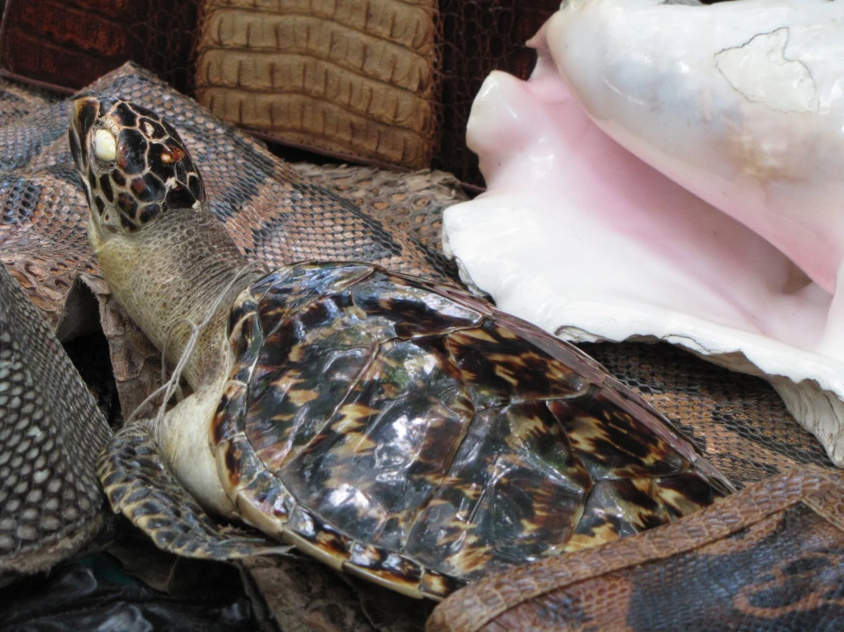 Prawdziwy kawior z jesiotra, muszle egzotycznych ślimaków, buty ze skóry krokodyla - to tylko niektóre przedmioty, których nie można przywozić z zagranicznych wakacji w ciepłych krajach. Łódzcy celnicy przestrzegają, że niedoświadczonych turystów, którzy nie znają przepisów, czekają nieprzyjemności na granicy.