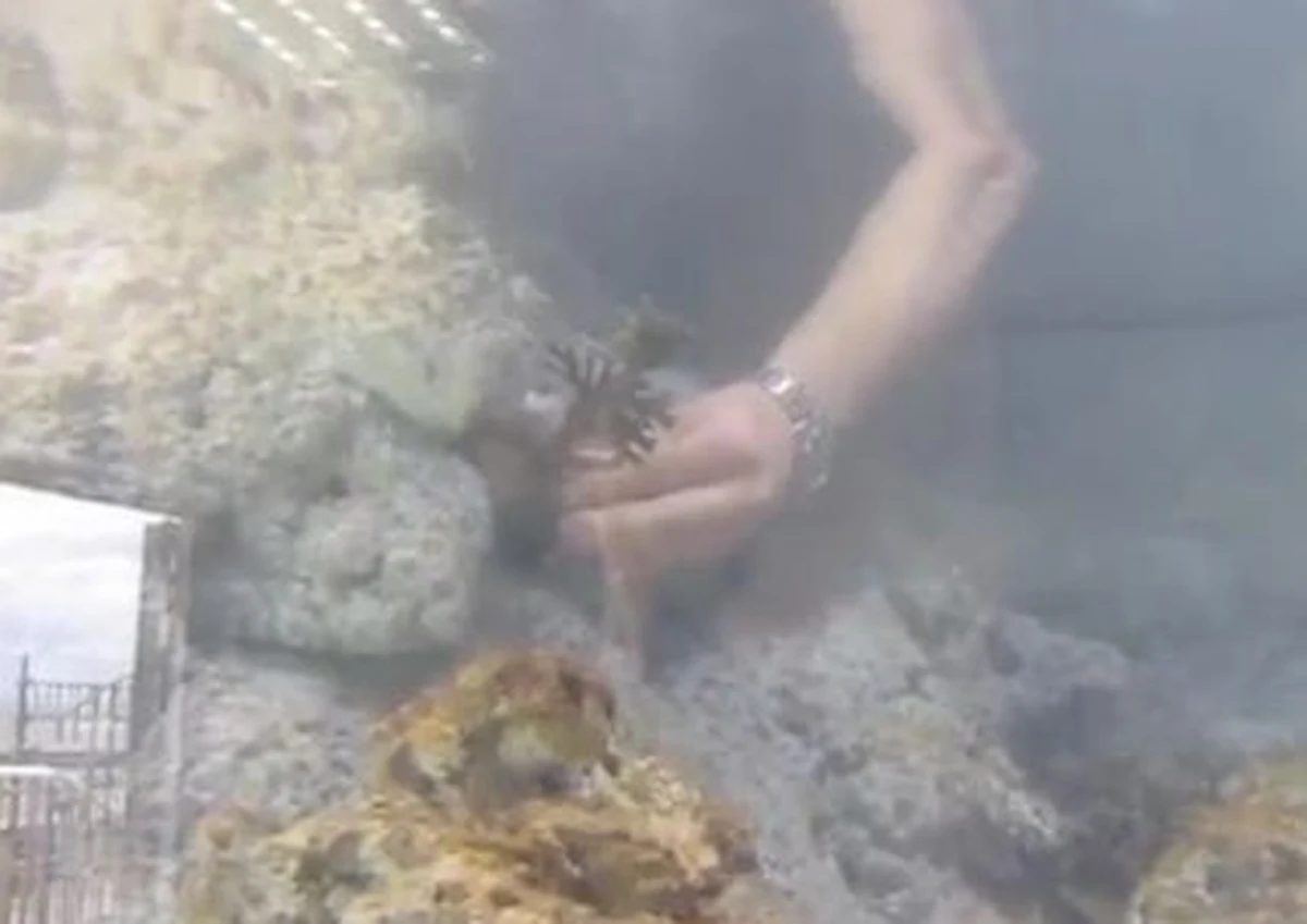 Pierwsze "szczepki" koralowców, wpuszczono w poniedziałek do nowego zbiornika rafowego w Akwarium w Gdyni. To tak zwane koralowce twarde, dokładnie takie same organizmy, jak te, z których zbudowana jest na przykład słynna Wielka Rafa Koralowa u wybrzeży Australii.