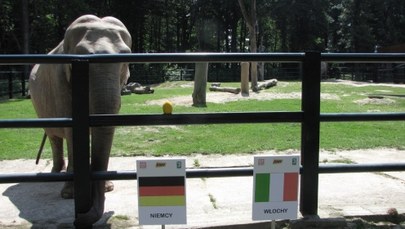 Słonica Citta stawia na Włochów 