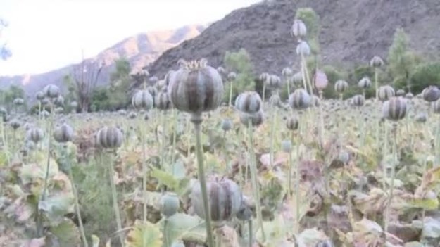 NATOChannel: Afganistan to prawdziwe opiumowe zagłębie. Produkowany z maku narkotyk jest źródłem ogromnych zysków dla Talibów. Coraz więcej rolników woli jednak zarabiać na uprawie cennego szafranu. Płacą oni wysoką cenę za swoją odwagę...